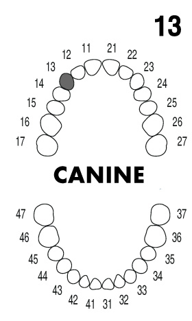Cannie1.3
