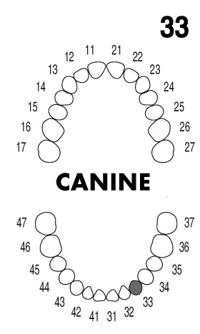 Cannie3.3