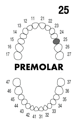 incisor2.5
