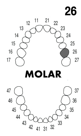 incisor2.6