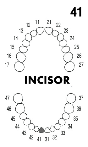 incisor4.1