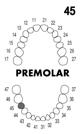 premolar4.5